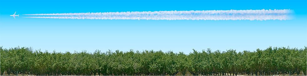 Thumbnail: CITRUS GROVES NORTHERN CALIFORNIA repeatable