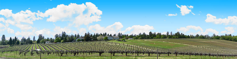 Thumbnail: VINEYARDS PLACEVILLE CALIFORNIA left