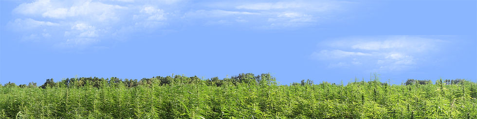 Thumbnail: MARIJUANA FARM CALIFORNIA left