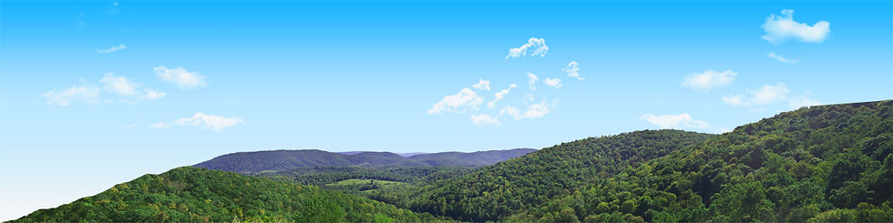 Thumbnail: FOREST CANOPY IN WEST VIRGINIA IN SUMMER left