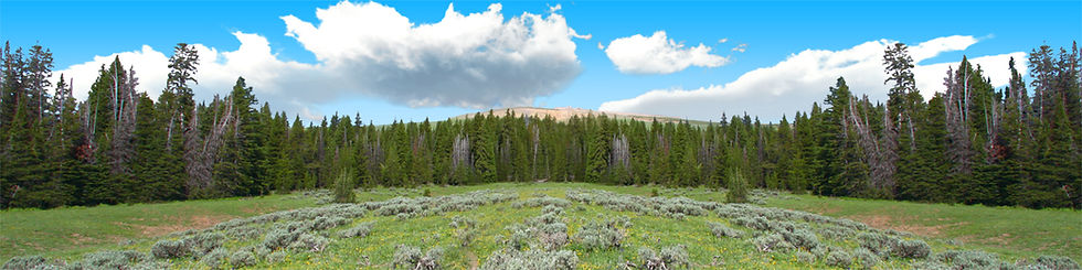Thumbnail: BIGHORN NATIONAL PARK FLOWERED MEADOW AND TREELINE center repeatable