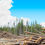 Thumbnail: CLEAR CUT LOGGING IN FOREST right