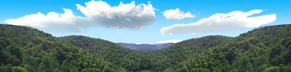 Thumbnail: FOREST CANOPY IN WEST VIRGINIA center repeatable