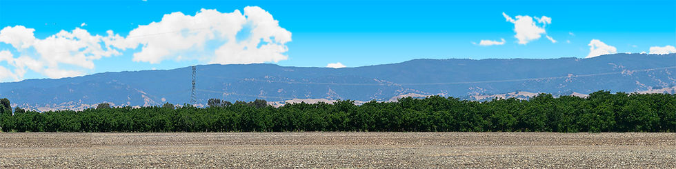 Thumbnail: CITRUS ORCHARD NORTH CENTRAL CALIFORNIA vista 4