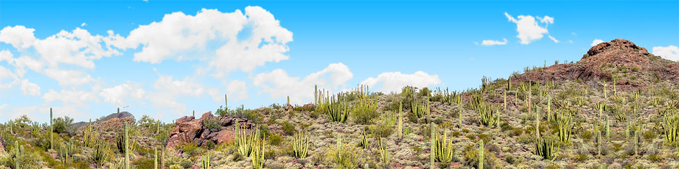 Thumbnail: ORGAN PIPE CACTUS NATIONAL MONUMENT VISTA 2 repeatable