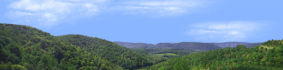 Thumbnail: FOREST CANOPY IN WEST VIRGINIA right