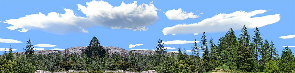 Thumbnail: TREELINE DOUGLAS FIRS IN CALIFORNIA right