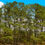 Thumbnail: TREELINE TALL PINES MISSISSIPPI repeatable