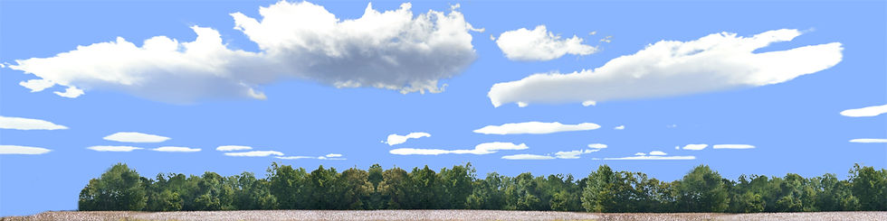 Thumbnail: COTTON FIELDS WITH TREELINE left