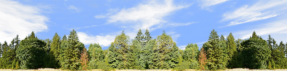 Thumbnail: CONIFER TREELINE WASHINGTON
