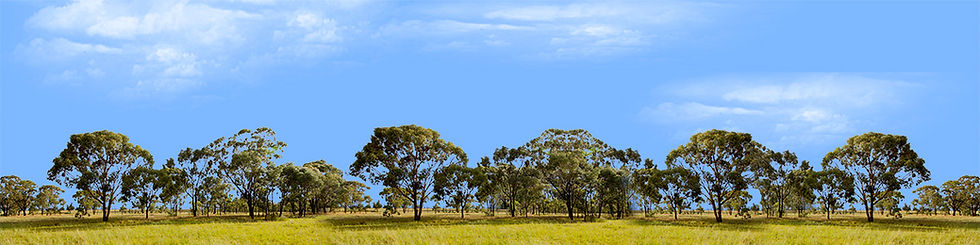 Thumbnail: TREELINE OF GUM TREES repeatable