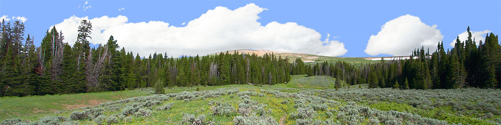 Thumbnail: BIGHORN NATIONAL PARK FLOWERED MEADOW AND TREELINE right