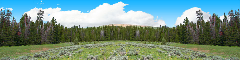 Thumbnail: BIGHORN NATIONAL PARK FLOWERED MEADOW AND TREELINE center repeatable