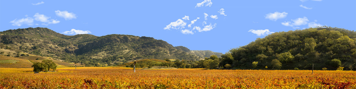 AUTUMN IN NAPA VALLEY CALIFORNIA left