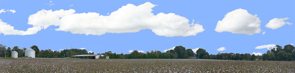 Thumbnail: COTTON FIELDS TENNESSEE WITH BUILDINGS left