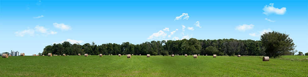 Thumbnail: ROUND HAY BALES WITH TREELINES right