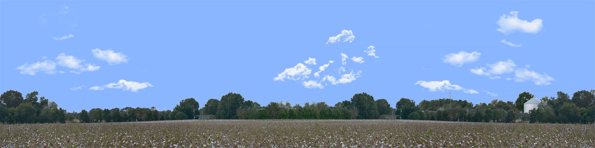 COTTON FIELDS TENNESSEE WITH BUILDINGS center repeatable