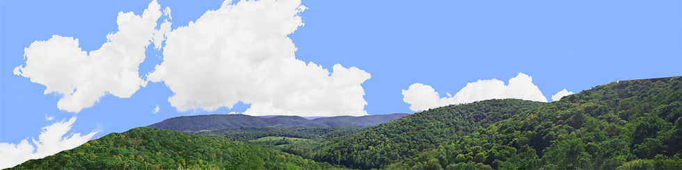 Thumbnail: FOREST CANOPY IN WEST VIRGINIA IN SUMMER left