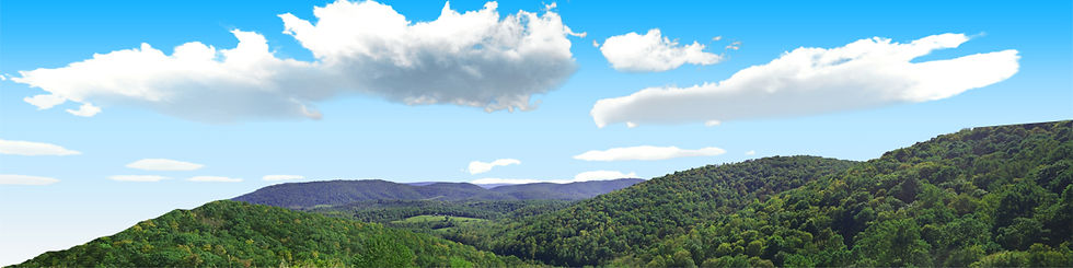 Thumbnail: FOREST CANOPY IN WEST VIRGINIA IN SUMMER left