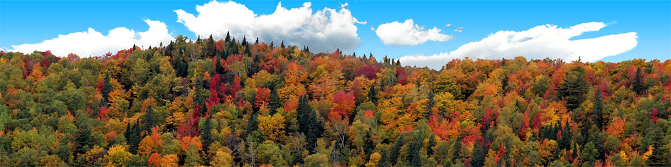 Thumbnail: AUTUMN HILLSIDE COVERED WITH TREES left
