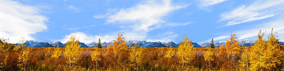 Thumbnail: AUTUMN GOLDEN TREELINE GRAND TETON NATL PARK WYOMING