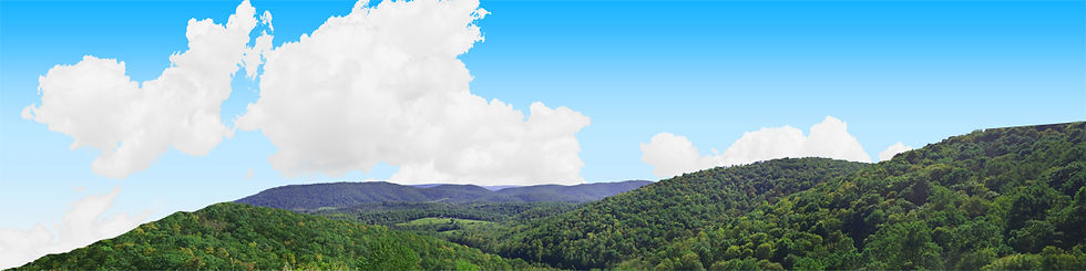 Thumbnail: FOREST CANOPY IN WEST VIRGINIA IN SUMMER left