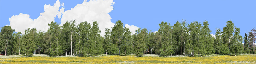 Thumbnail: TREELINE IN MEADOW right