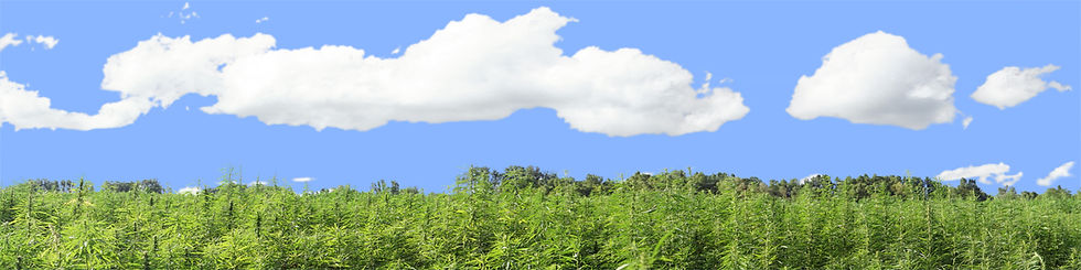 Thumbnail: MARIJUANA FARM CALIFORNIA right