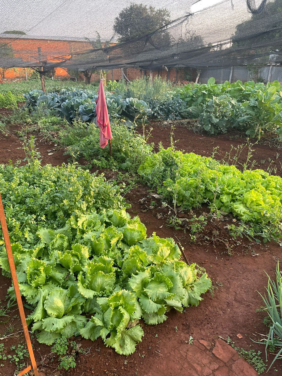 Miniatura: TERRENO FRUTAL DO CAMPO