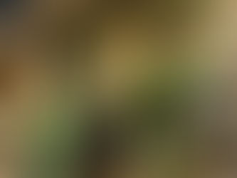 Cómo transformar tu nuevo espacio con plantas naturales