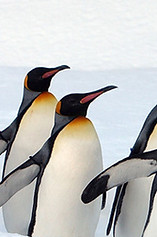 Penguins.jpg