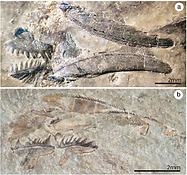 Conodont.png