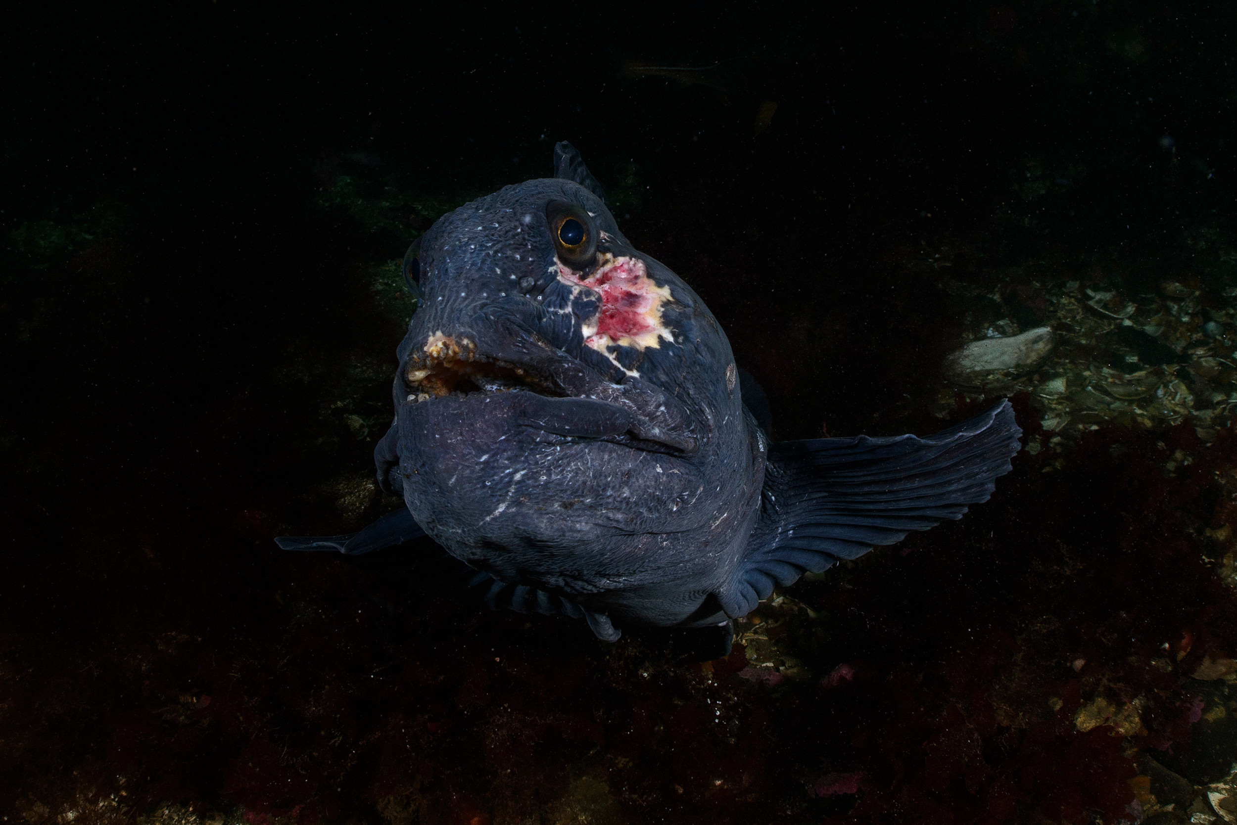 Wulf Fish Wolf Fish | Freeborne