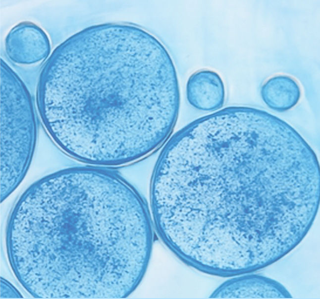 Essential PL-A+-Module 3_edited.jpg