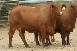 Glen Ruth Eve at MAGS