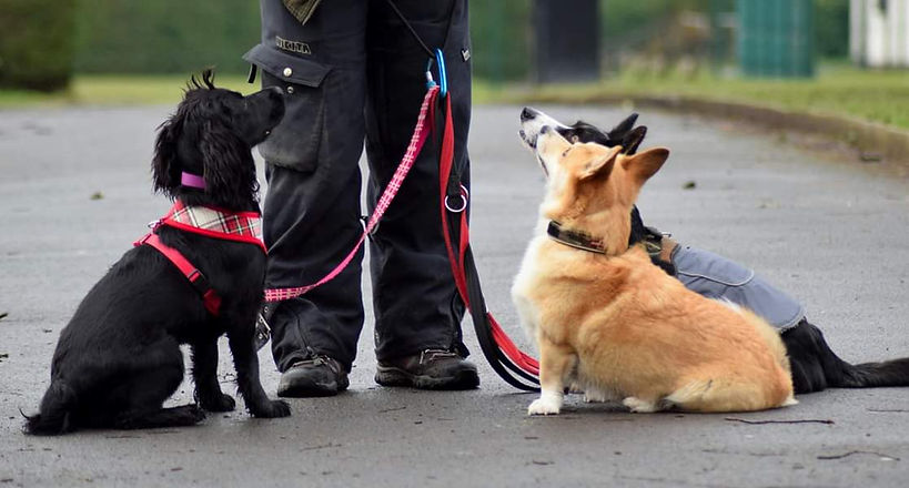 Group Dog walking in Walkden