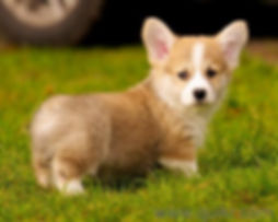 puppies.jpeg