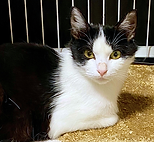 R7年保護猫プロフA4.png