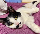 LINE_ALBUM_チョビ/小川_250415_4_edited.jpg