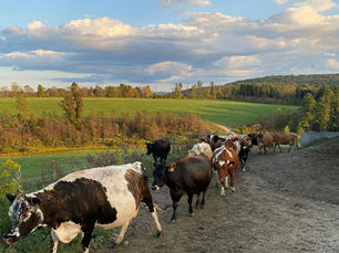 What Makes 100% Grass-Fed Cows Unique?