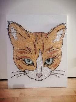 Ginger cat