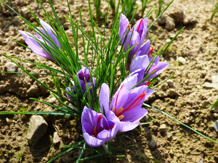 P1020023.JPG