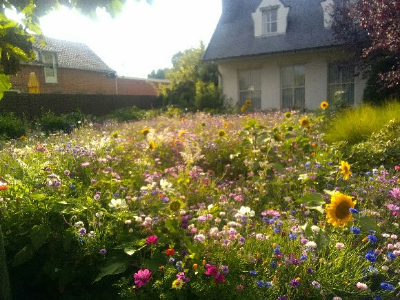 Groenenhof Aanleg van bloemenweide