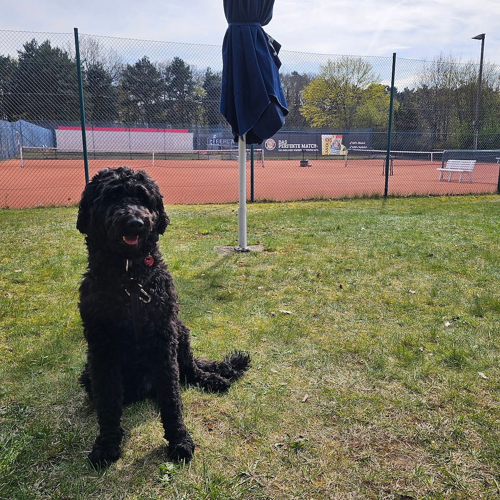 🎾 Platzaufbau 2026 - gemeinsam für unseren Verein