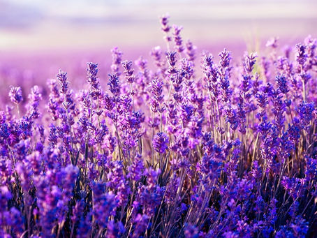 Aromaterapia: ¿Contra el estrés, ansiedad y alivio de dolores?