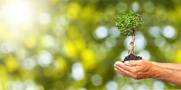 hand cradling plant