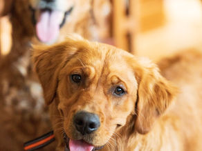 Spaying/Neutering, what is the right choice?