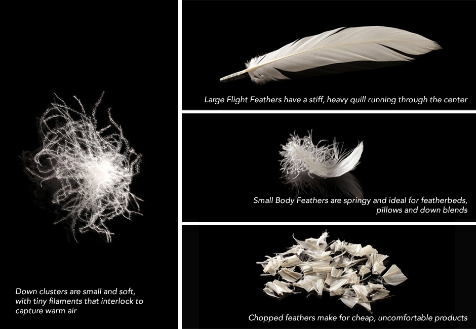 Down 101 Down vs. Feather