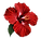 hibiscus_edited_edited.png