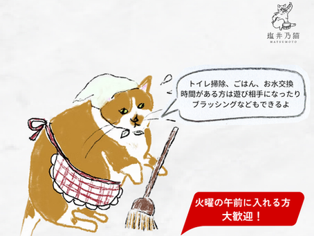 猫シェルターボランティア募集